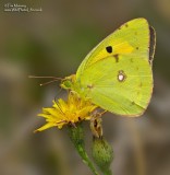 Clouded Yellow 08_06